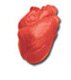 Early HeartSmarts Ages 3-6 
